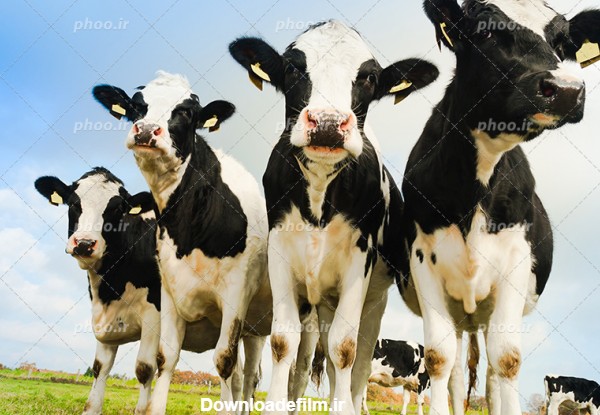 عکس با کیفیت زیبا چهار گاو ماده در کنار یکدیگر در دشت سرسبز – عکس ...