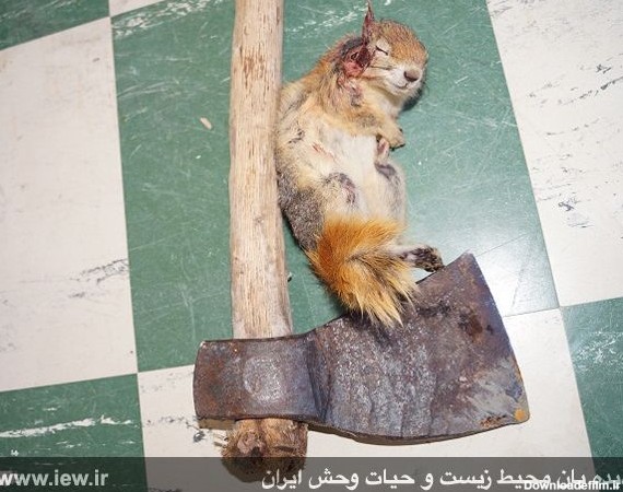 عاملین کشتار بیرحمانه یک سنجاب و تخریب یک بلوط در جنگل‌های ...