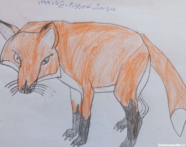 نقاشی حیوانات - روباه قرمز
