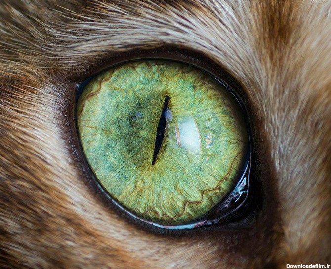 چشم گربه! +عکس - اقتصاد آنلاین