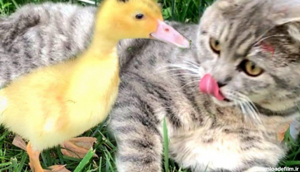 دوستی عجیب بین گربه و جوجه اردکها