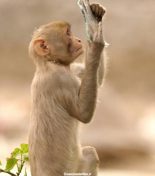 لحظه نگاه کردن جالب این میمون به خودش در آینه + عکس