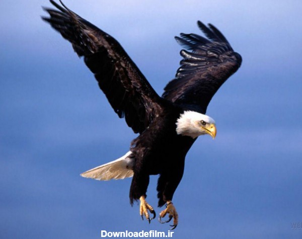 عکس عقاب سیاه در حال پرواز