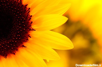 گل آفتاب گردان با کیفیت close up sunflower