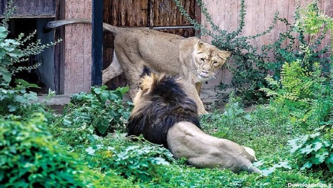 هیرمان و ایلدا شیرهای ایرانی در باغ وحش ارم
