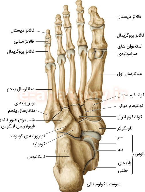 آناتومی استخوان های پا: تارسال، متاتارسال و فالانژ ها | ویکی آناتومی