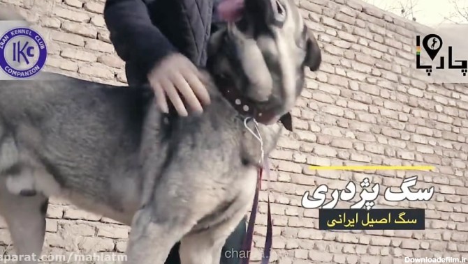 سگ اصیل ایرانی پژدر کردستان
