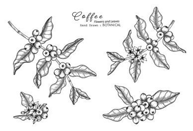 دانلود وکتور گل و برگ قهوه طراحی شده با دست نقاشی گیاه شناسی با هنر خط