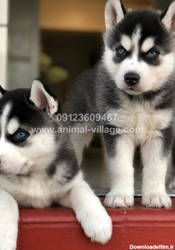 سگ هاسکی سفید | قیمت سگ هاسکی سفید چشم آبی - دهکده حیوانات
