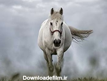 گالری عکس اسب سفید؛ عکس های بسیار زیبا و رویایی | ستاره