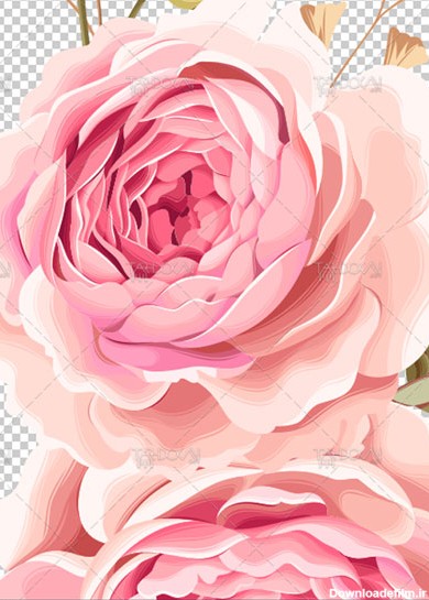 دانلود تصویر فریم گلدار PNG دوربری گل رز صورتی با کیفیت بالا