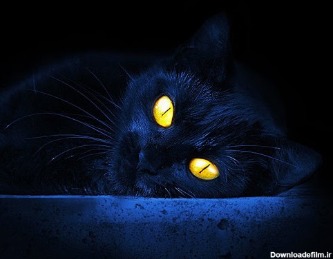 چرا چشم گربه‌ها در شب می‌درخشد؟ - خبرگزاری سیناپرس