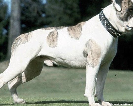 سگ آمریکن بولداگ | American Bulldog