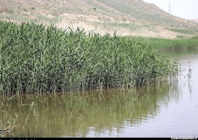 طبیعت بکر دریاچه بزنگان سرخس به روایت تصویر