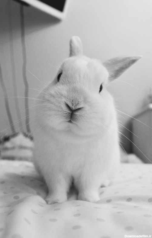 دانلود تصویر خرگوش سفید