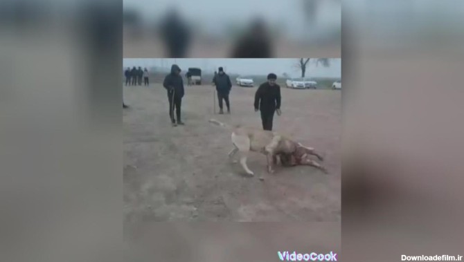 جنگ سگ سرابی طوفان در 17 ماهگی با سگ سرابی قناری قهرمان | کاربر 8506