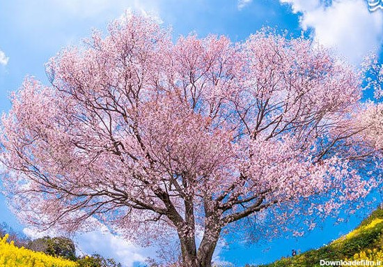 مشرق نیوز - عکس/ زیبایی‌های بهاری ژاپن