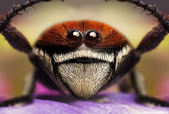 عکس های عنکبوت‌ها: عنکبوت‌ها را هم می‌توان دوست داشت | متمم