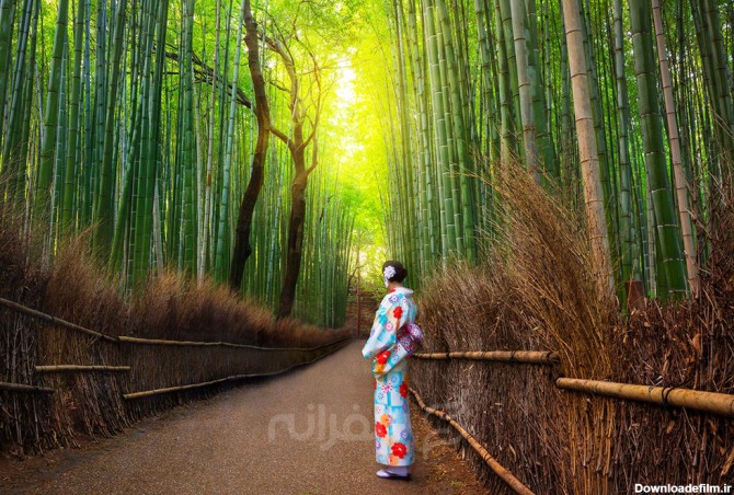 جنگل بامبو از جاهای دیدنی ژاپن