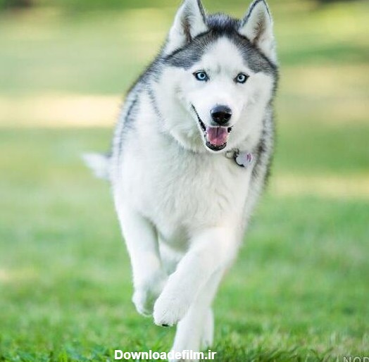 عکس سگ گرگی سفید - عکس نودی