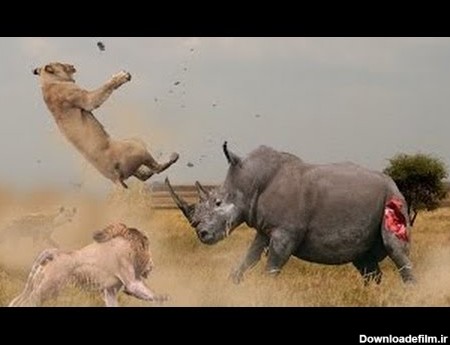 نبرد سنگین بین حیوانات وحشی ( جالب دیدنی)