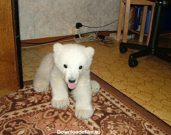 تصاویر/زندگی یک خرس قطبی در آپارتمان - مشرق نیوز