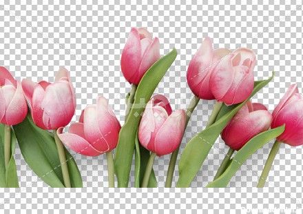 Borchin-ir-Tulip flower transparent background عکس گل لاله صورتی زیبا۲