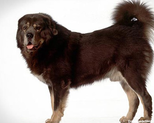 نژاد سگ تیبتن ماستیف | Tibetan Mastiff