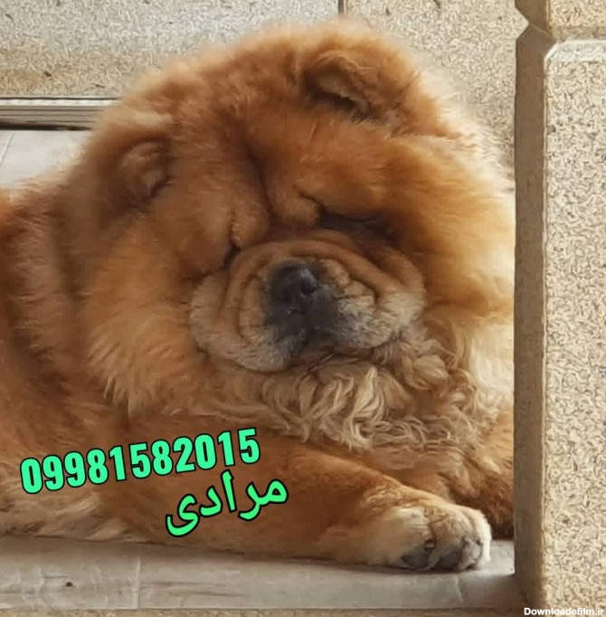 خرید فروش سگهای نژاد چاوچاو در بومهن تهران