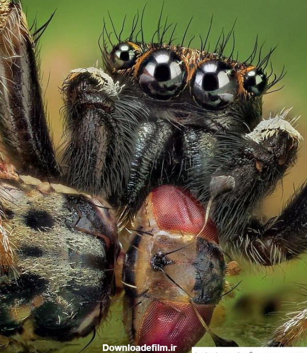 عکس ترسناک عنکبوت ❤️ [ بهترین تصاویر ]