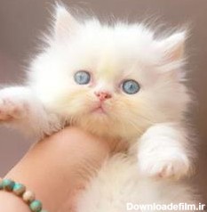 پرشین کت سفید چشم آبی توپولو - گربه