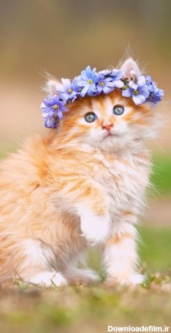 عکس زمینه بچه گربه ناز با تاج گل بنفش پس زمینه | والپیپر گرام