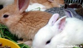 بهترین رژیم غذایی برای خرگوش ها | دام و پت