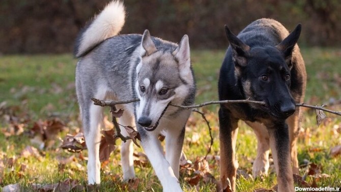 مقایسه سگ هاسکی و ژرمن | خصوصیات میکس ژرمن و هاسکی - دهکده حیوانات
