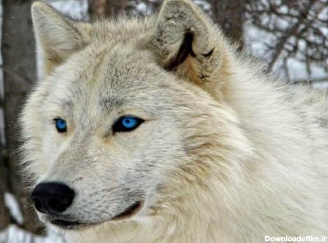 چه حیوانی خطرناک ترین گرگ را شکست می دهد؟
