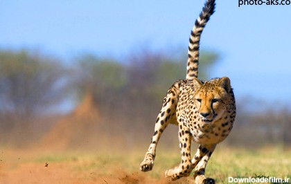یوزپلنگ در حال دویدن و شکار cheetah running