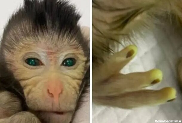 تولد میمونی با چشمان سبز و انگشتان فلورسنت با روش مهندسی ژنتیک ...