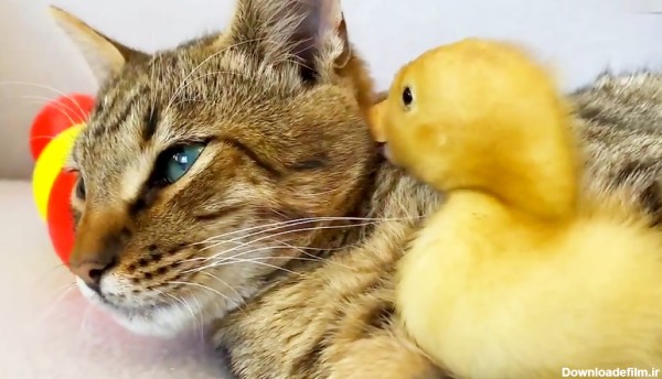 دوستی عجیب جوجه اردک با گربه / حتما ببینید