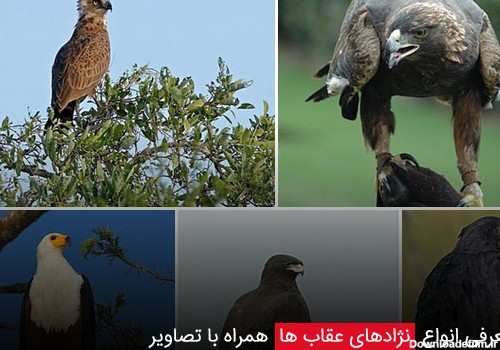 معرفی انواع نژادهای عقاب ها همراه با تصاویر - چیکن دیوایس