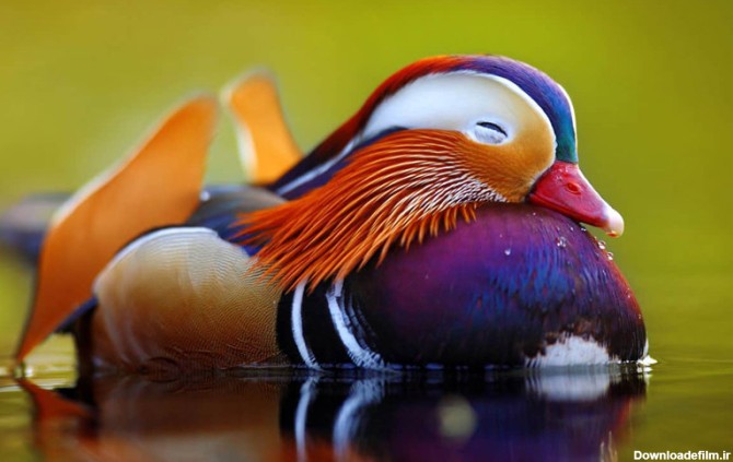 اردک ماندارین (Mandarin) | دی کیو شاپ