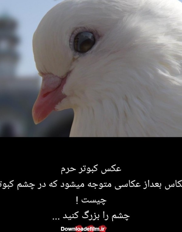 عکس کبوتر در حرم امام رضا