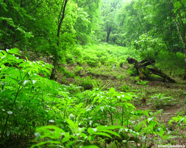 جنگل‌های ایران - ویکی‌پدیا، دانشنامهٔ آزاد
