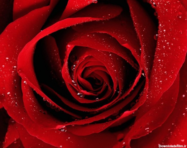 عکس بزرگ و نمای نزدیک گلبرگهای گل رز قرمز با طراوت