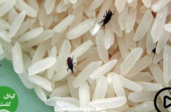 شپشک برنج چیست | شپشک برنج از چی بدش میاد + پیشگیری