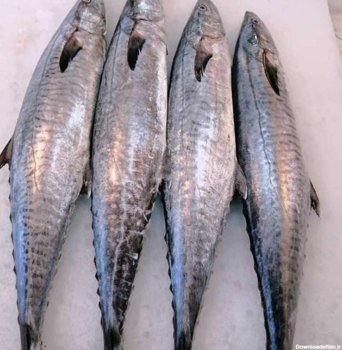 ماهی شیر قباد؛ آبی خاکستری افزایش متابولیسم بدن مواد معدنی Omega 3 ...