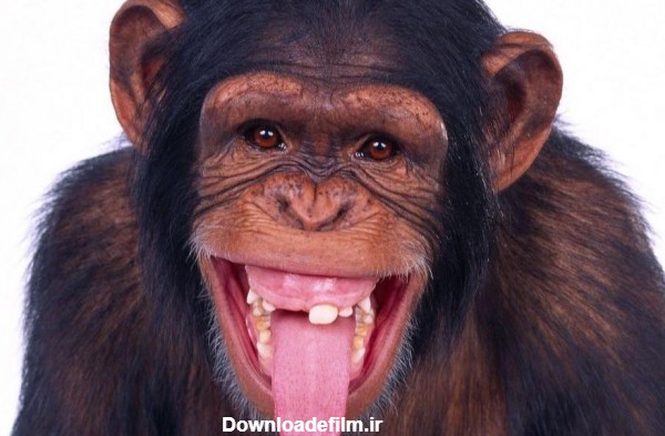عکس شادی میمون