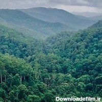 تاریخ روز جهانی جنگل های بارانی + جزئیات