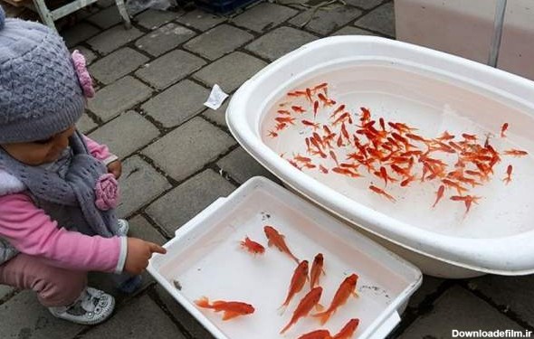 باید‌ و نباید‌های خرید ماهی قرمز - جهان نيوز
