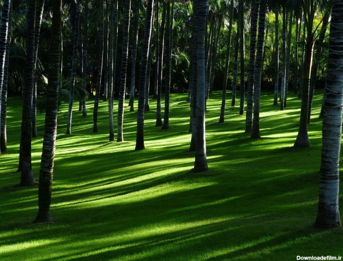 عکس زمینه چمن بین درختان در جنگل پس زمینه | والپیپر گرام