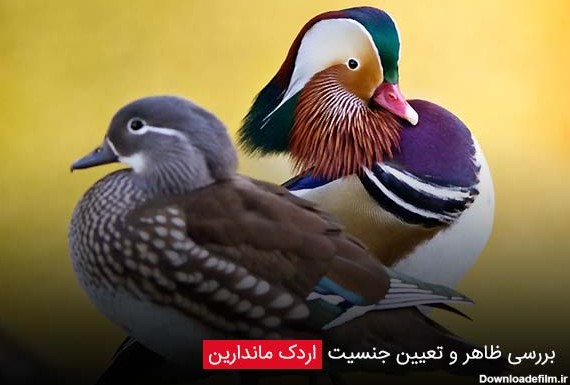آشنایی و بررسی پرورش اردک ماندارین - فروشگاه چیکن دیوایس